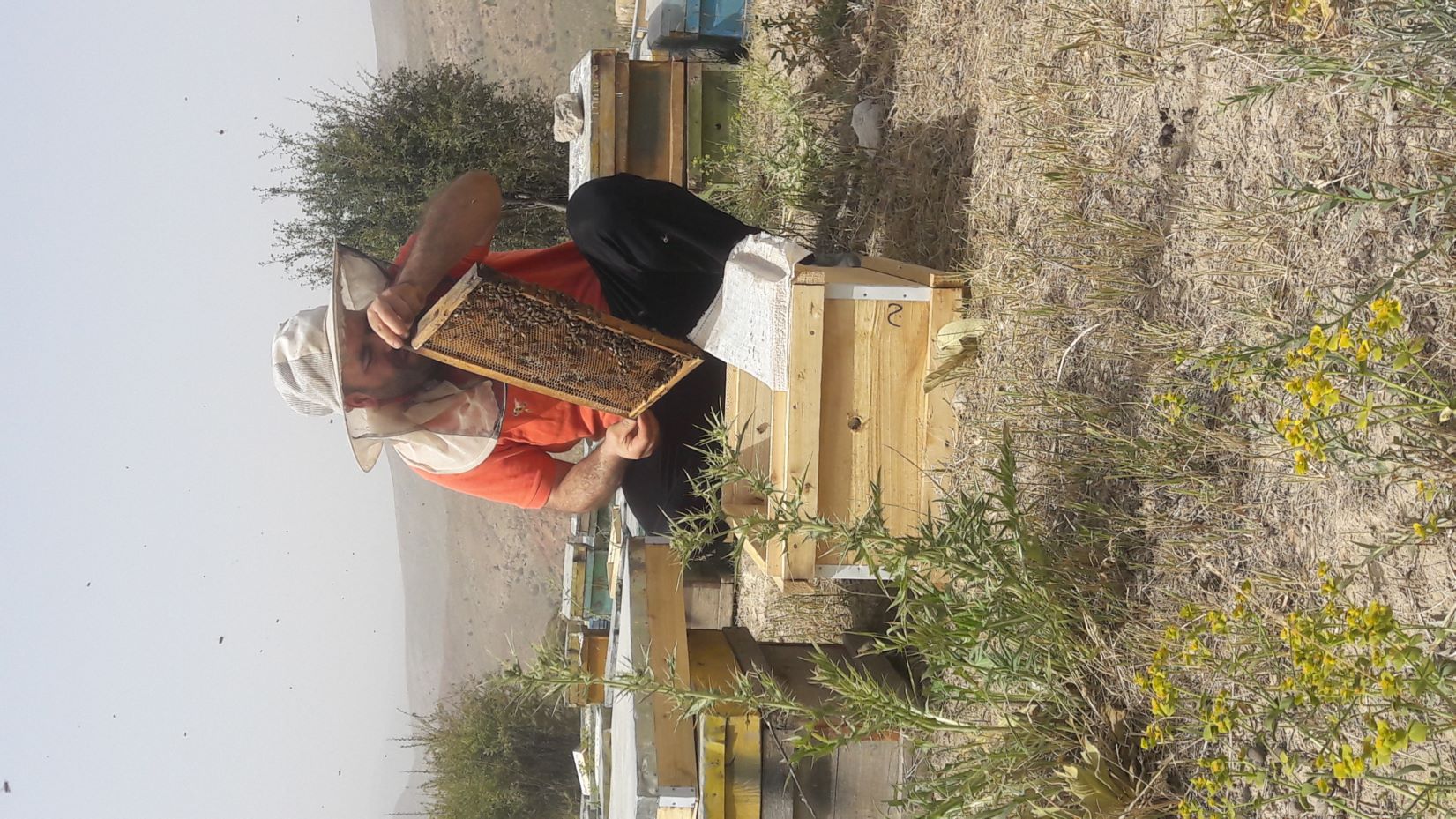 عسل طبیعی 